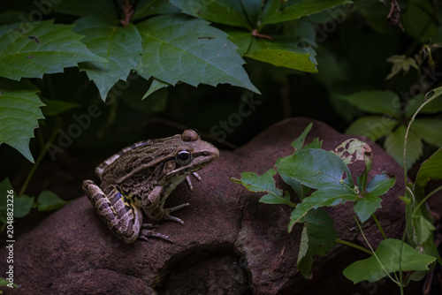 Rio Grande Leapard Frog, Lithobates berlandieri