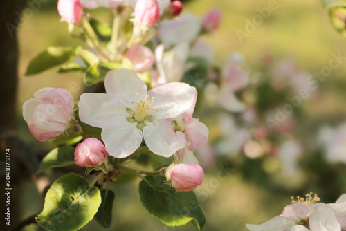 apple tree blossom