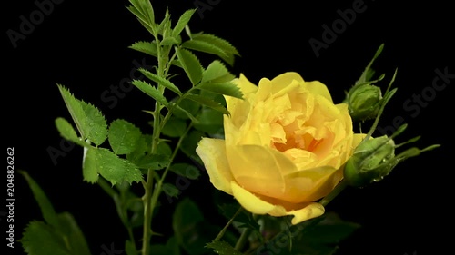 Elegant Yellow Rose Flower Blooming on Black Background