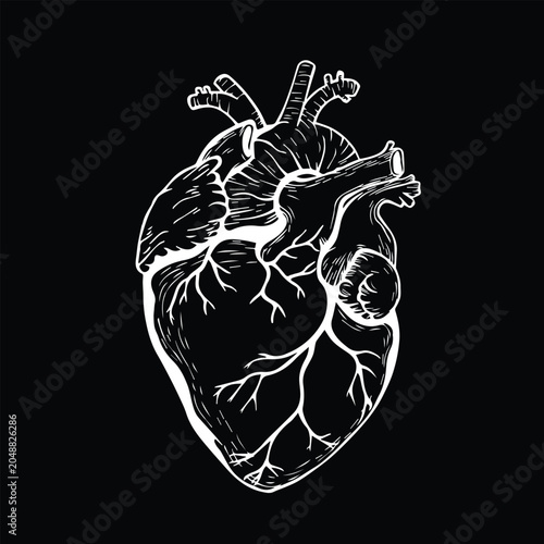 Anatomical Human Heart Linework Vector Illustration