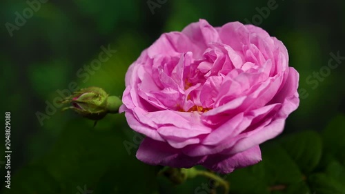 Beautiful Pink Rose Flower Blooming on Bush in Fresh Garden