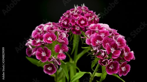 Beautiful Pink Sweet William Dianthus Flowers on Black Background