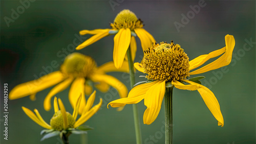 Foto Cutleaf Coneflower, Rudbeckia laciniata