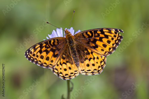 Northwestern Fritillary, Argynnis hesperis