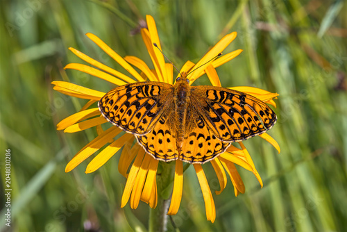 Northwestern Fritillary, Argynnis hesperis