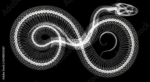 Detailed X-Ray Scan Imagery Revealing the Intricate Skeletal Structure and Vertebral Anatomy of a Coiled Serpent on Black Background