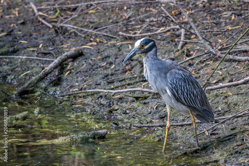 Yellow-crowned Night Heron, Nyctanassa violacea