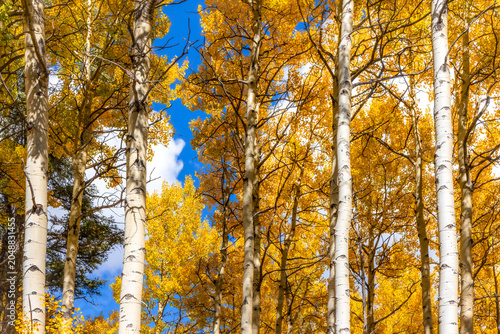 Golden Aspen Trees in the Southern Rockies