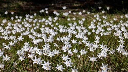 Quadro em tela Brazos Rain Lilies, Zephyranthes chlorosolen
