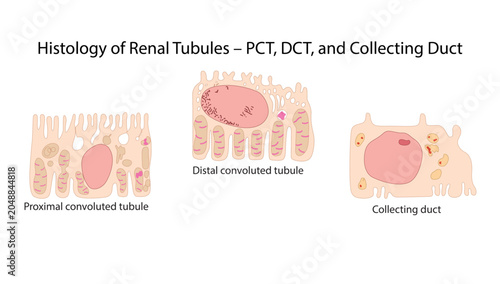 Histology of Renal Tubules – PCT, DCT, and Collecting Duct, histological features of the proximal convoluted tubule, distal convoluted tubule, and collecting duct within the nephron.