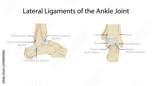 Photos Lateral Ligaments of the Ankle Joint, the lateral ligament complex of the ankle, including the anterior talofibular, calcaneofibular, and posterior talofibular ligaments