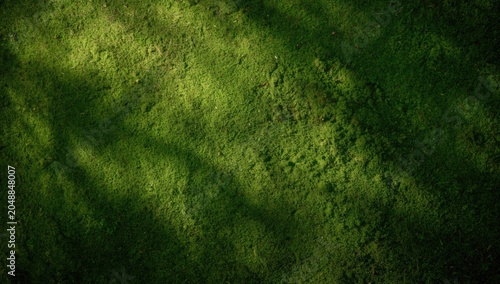 natural textured mossy green background with gentle shadow copy space