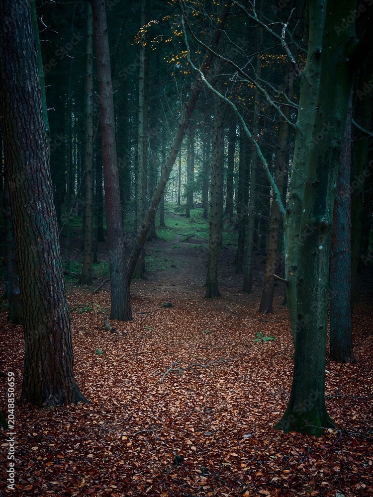 Fototapeta premium A shadowy woodland trail disappears into a misty forest, creating a cinematic atmosphere of mystery and adventure. Perfect for storytelling and nature inspired projects.