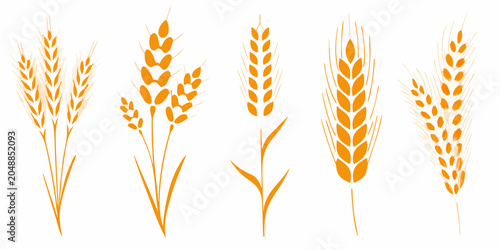 Orange Wheat Grain Illustrations On A White Background