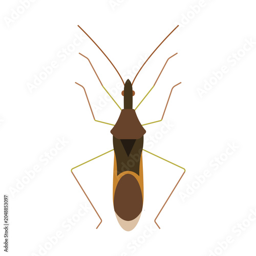 Assassin Bug Vector Illustration Predatory Insect Isolated