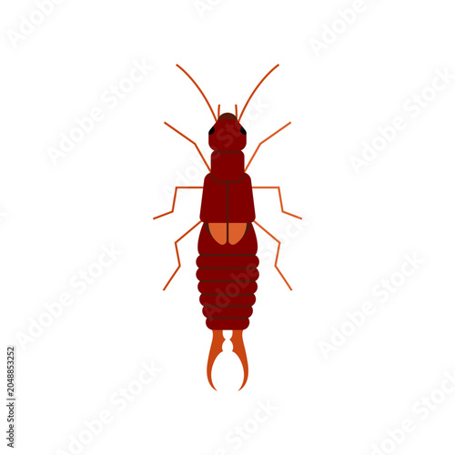 Earwig Insect Vector Illustration Isolated on White Background