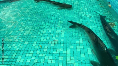 Fish Swimming Underwater in Tiled Pool with Clear Blue Water