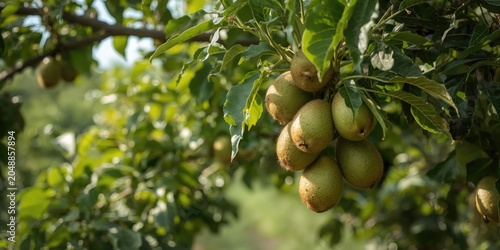 Summer orchard view with kiwi fruits turning ripe on kiwi tree limbs