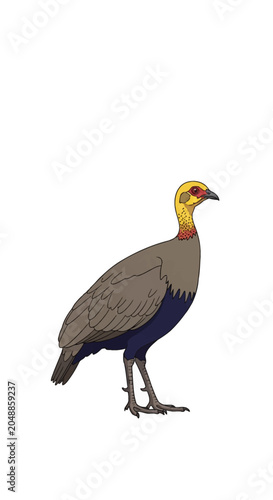 Full body vector illustration of a yellow-necked spurfowl (Pternistis leucoscepus) isolated on white background. Features include yellow neck skin, red eye patches, and grey feathers.