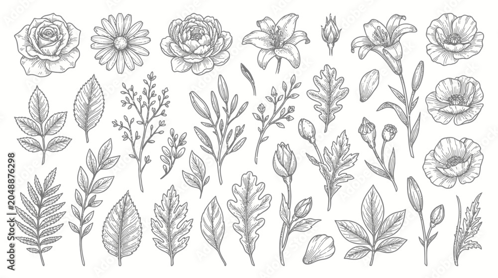 Fototapeta premium Botanical Illustration Of Flowers And Leaves Collection.