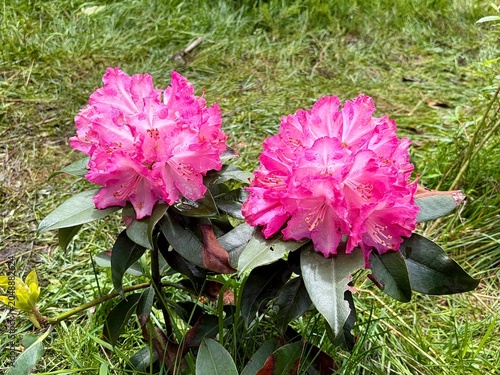 Foto Pink Azalea, Rhododendron, Ericaceae, wild roses at Bipenggou National Park