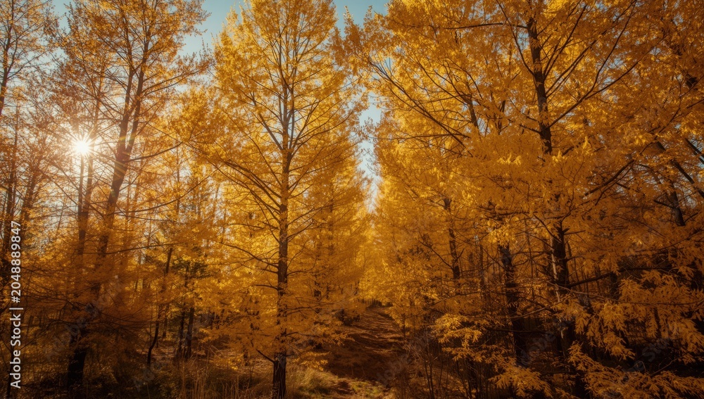 Fototapeta premium Larch trees covered in golden yellow needles on a sunny crisp autumn day