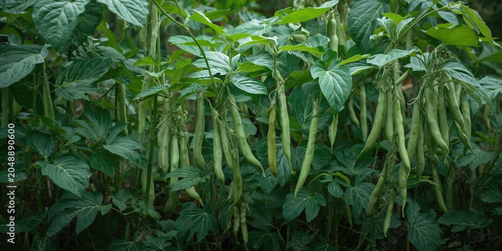 Naklejka premium Vibrant garden filled with fresh broad bean pods growing on healthy greenery