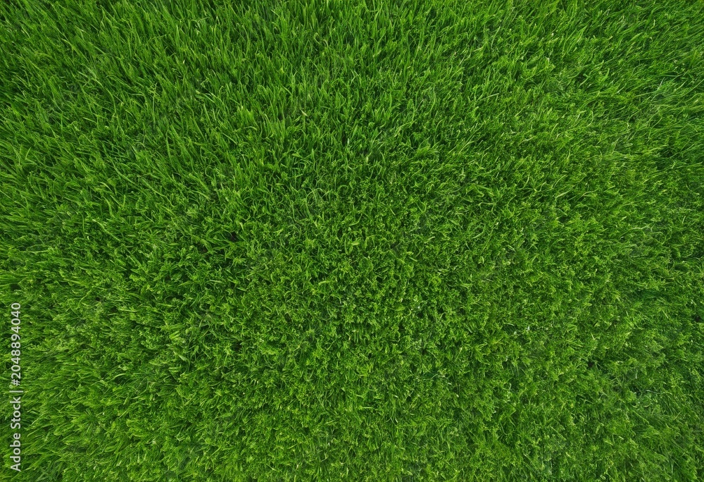 Fototapeta premium Lush and fresh green grass texture background