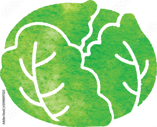 Watercolor cabbage vegetable icon simplified