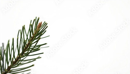 Close up of pine sprig agai...