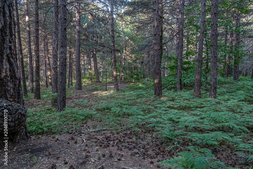 Forest Pathway Silence