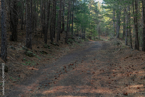 Forest Pathway Silence