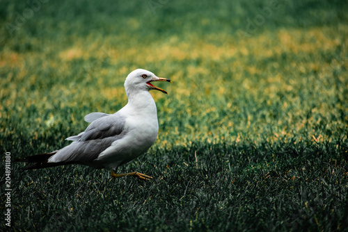 Foto Seagull squawking in grass Canada