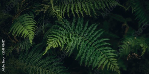Vivid green fern leafy text...