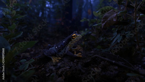 Poison tipped frog poised i...
