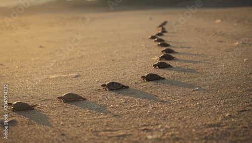 Young turtles emerging from...