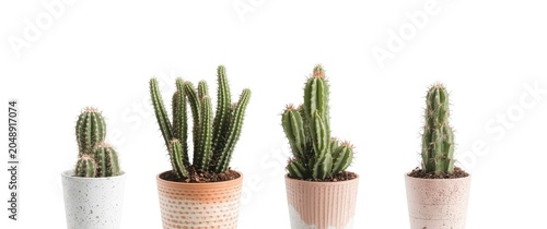 Isolated potted cactus for ...