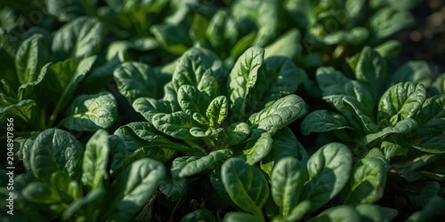 Spinach plants with rich gr...