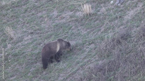 Grizzly Bear in Springtime in Yellowstone National Park Wyoming