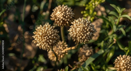 Organic dried chives flower...