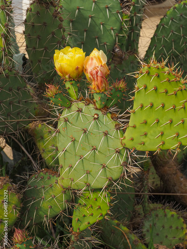 Canvas Print Opuntia ficus-indica or Barbary fig, with green barbed leaves or cladodes and yellow flowers, close up