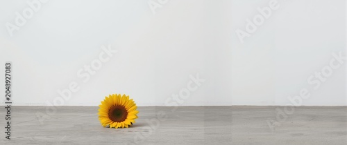 Sunflower positioned flat o...