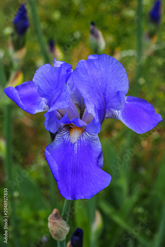 Photography Iris x Germanica or Bearded iris, bright colorful flowers with yellow hairs, close up