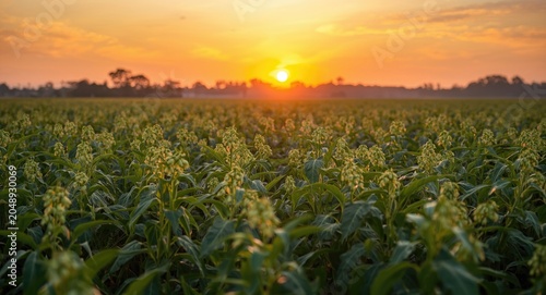 Soybean plants flourishing ...