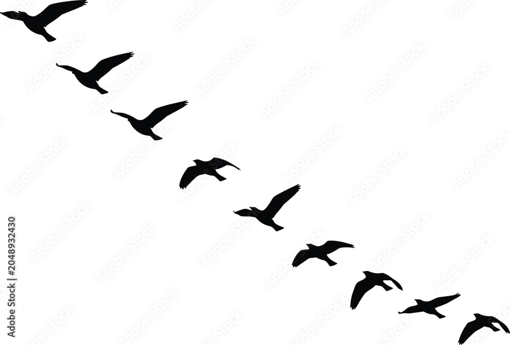 Fototapeta premium Eight bird silhouettes flying diagonally in coordinated formation against clean white background highlighting motion, aerodynamic efficiency, teamwork, and natural migration patterns
