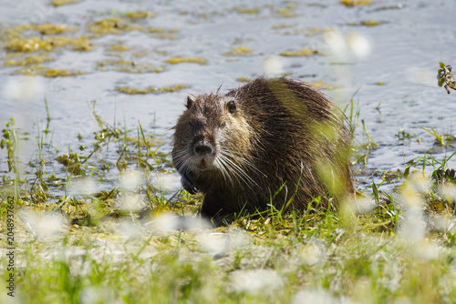Obraz na plátně Nutria surrounded by wildflowers, a lake in the background, nutria on a wild mea
