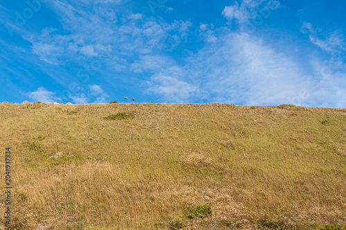 filed green hill with blue sky background