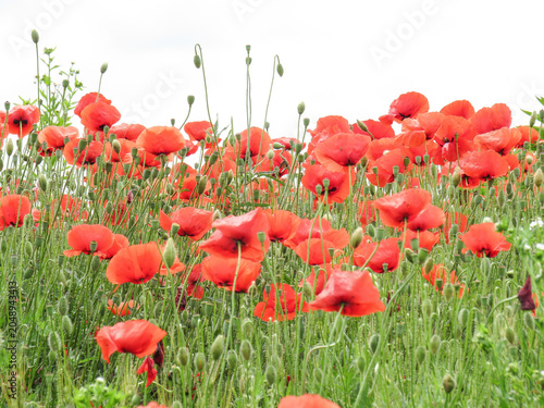 Poppy field at the beginning of June in Maramures County, Romania