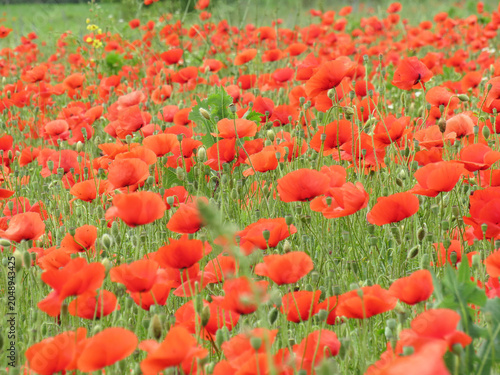Poppy field at the beginning of June in Maramures County, Romania