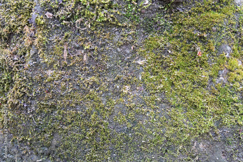 Green moss texture background on stone surface